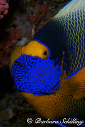 Angelfish Portrait by Barbara Schilling 